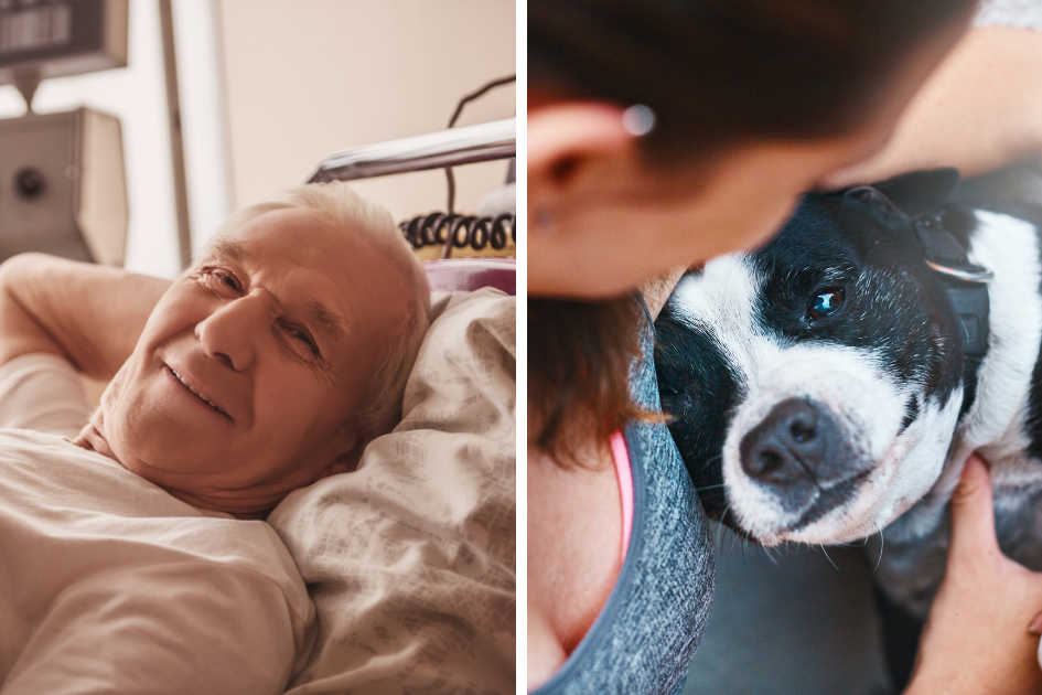 ndis pet sitting, pets, petcloud, ndis dog walking, hospital