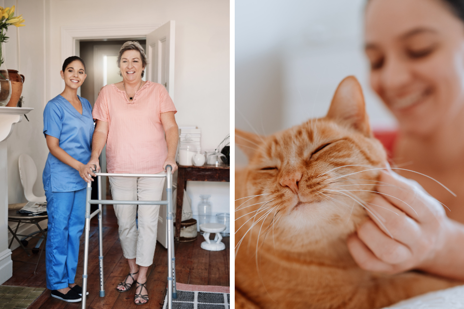 ndis pet sitting, pets, petcloud, ndis dog walking, hospital