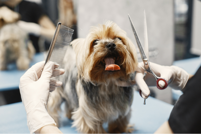 dog at groomers