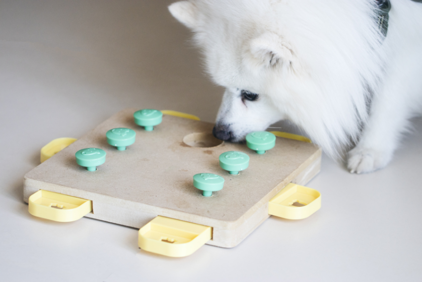dog enrichment toys