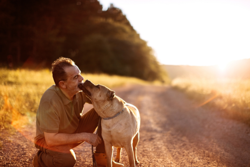 dog giving affection to man