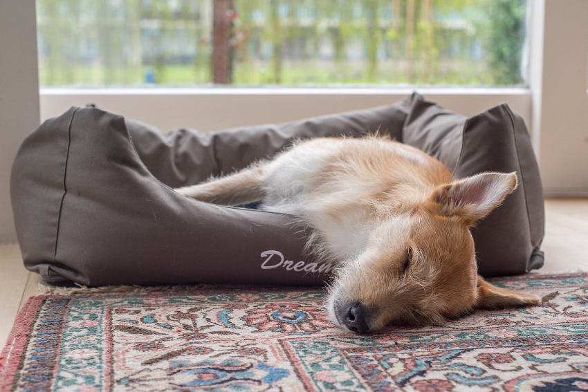 dog in dog bed