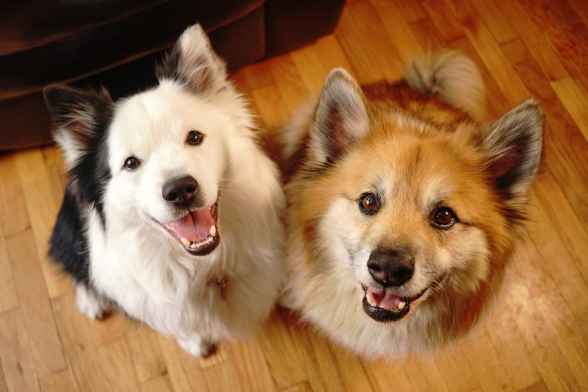 dogs looking up at table