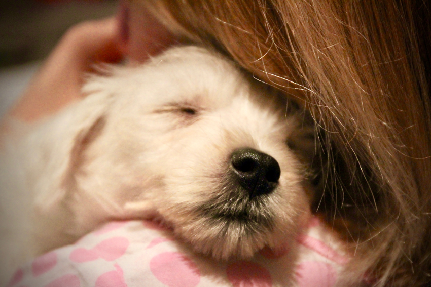 rescue dog adopted dog
