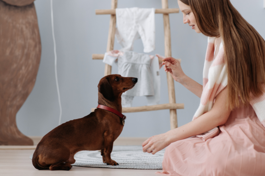 trained dog