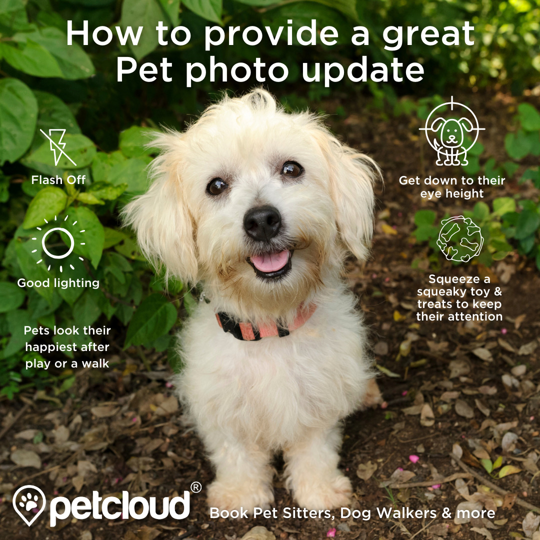 daily photo updates pet sitter petcloud