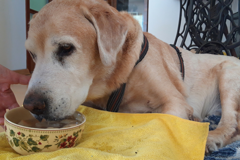 Home Visits Feeding Senior Dog
