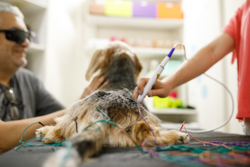 Senior Dog Acupuncture