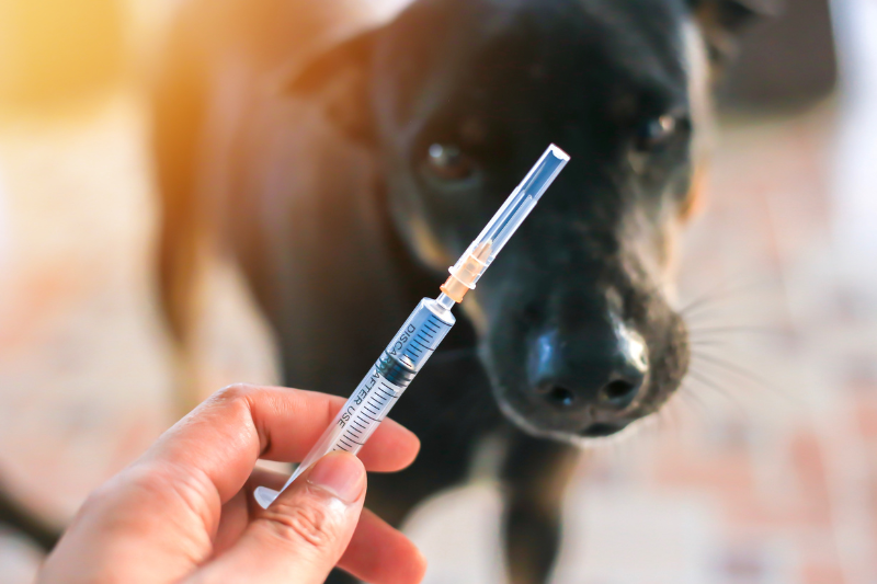 Senior Dog Medication