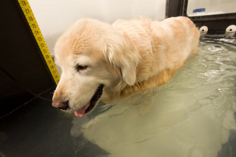 Senior dog Hydrotherapy