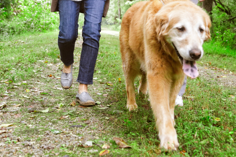 Senior dog walking near me