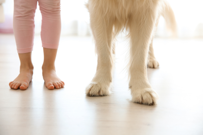 senior dog on slippery floor