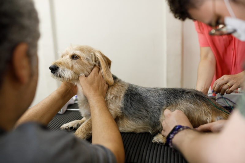 senior dog veterinary care