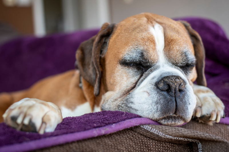 senior dog care near me