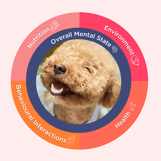 5 domains of animal welfare. Nutrition, Environment, Health, Behavioural Interactions and overall mental state — illustrate factors shaped by experiences like doggy day care that impact a dog's mental state.