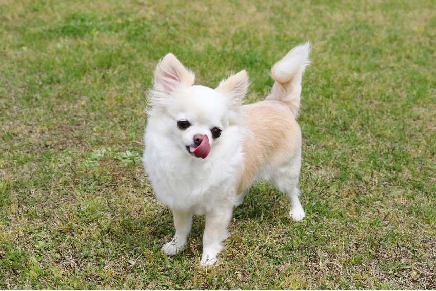Chihuahua, best dog breeds for seniors