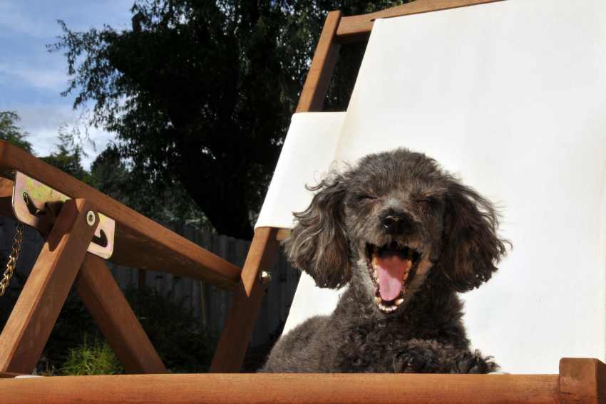best small dog breeds for seniors