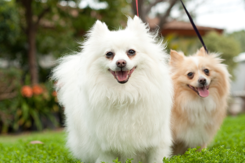 smaller dogs