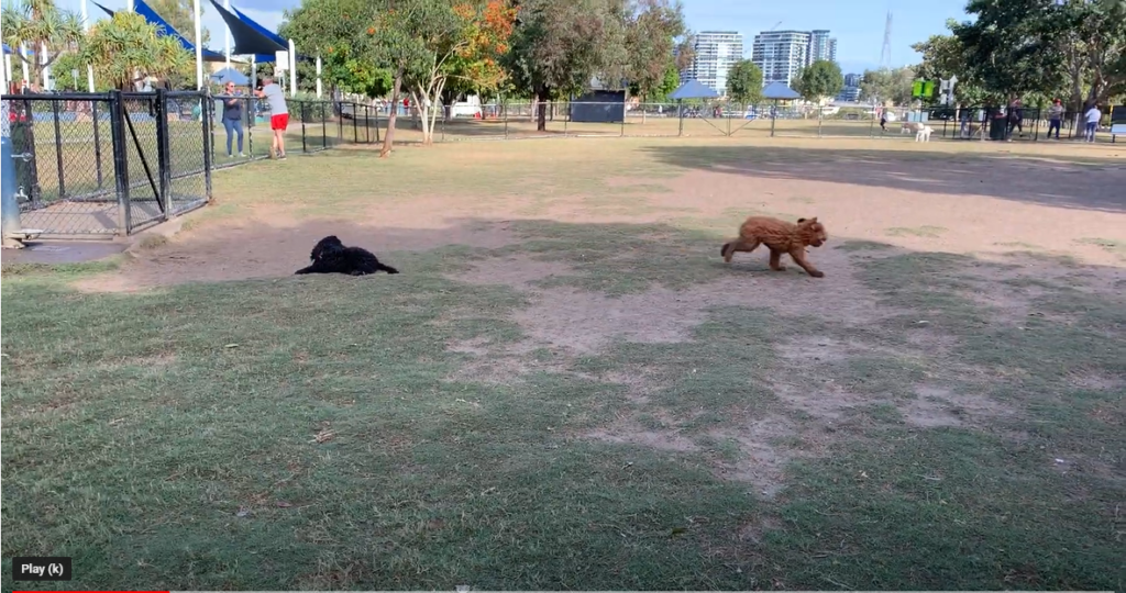 Two dogs at a dog park: one black dog lying on the grass near the fence, and a brown dog running across the open field. Trees and people are visible in the background, and buildings can be seen in the distance.