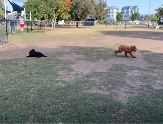 Bulimba Dog Park | PetCloud