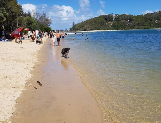 Palm Beach, Currumbin Dog Friendly Beach, Gold Coast, Qld | PetCloud
