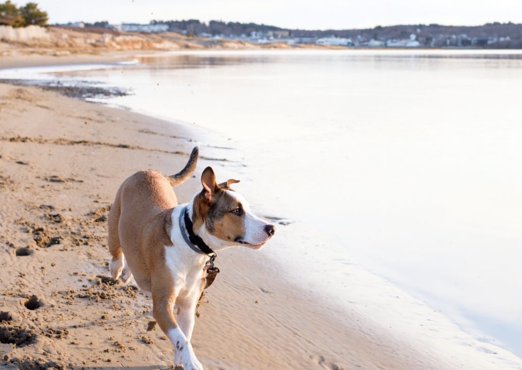 Nudgee Dog Beach