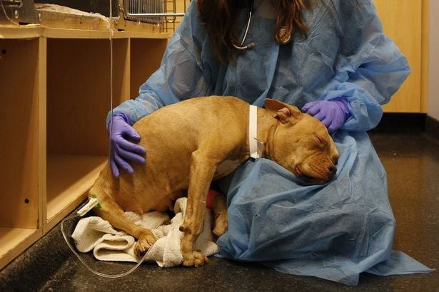 What is Parvovirus? Sick dog.