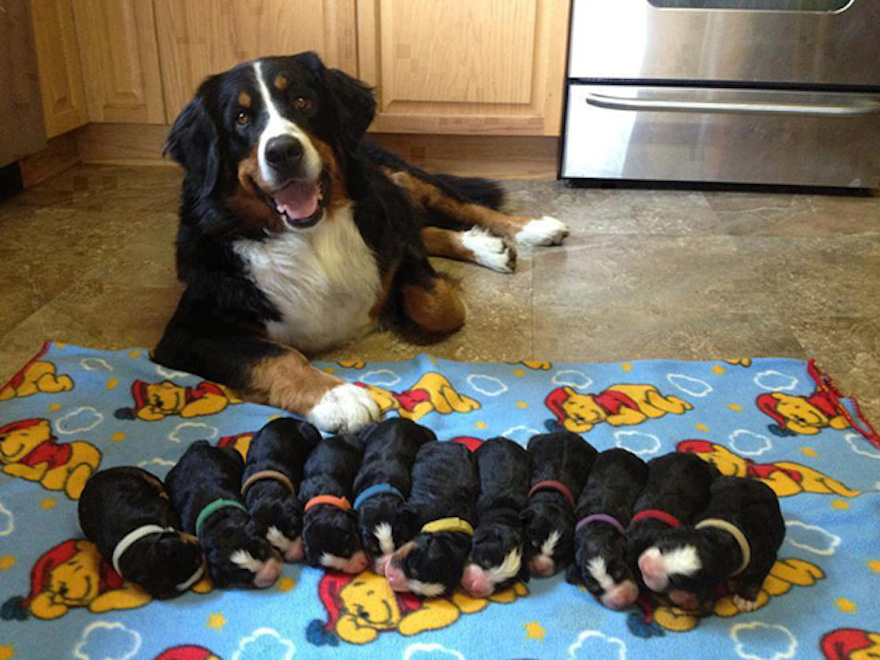 Proud Dog Mums Show Off Their New Llitter of Puppies