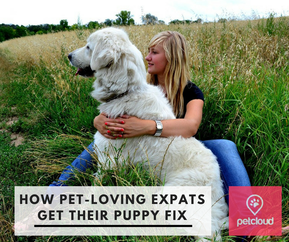 How Expats Missing Their Pets Are Getting Their Puppy Fix