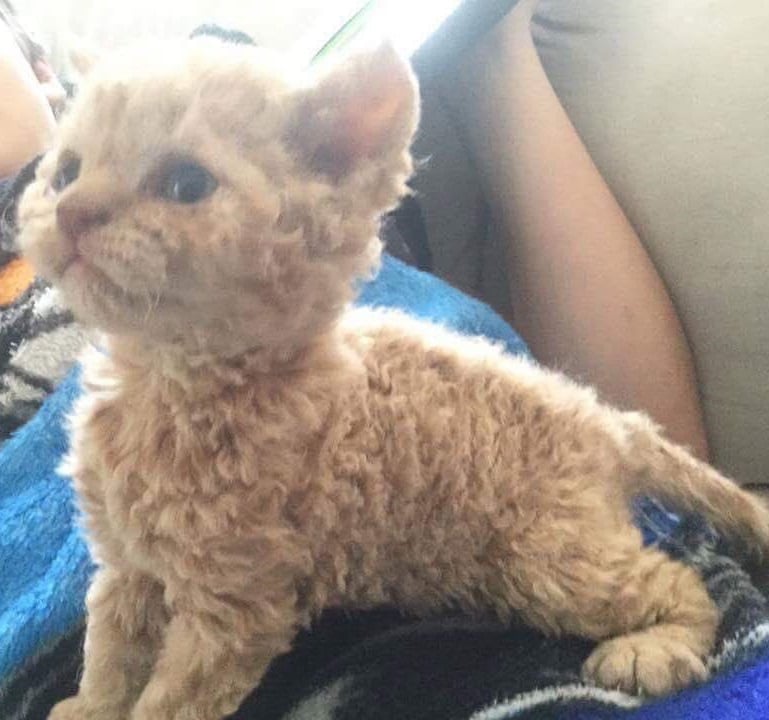 Meet The Cat Is So Cute It Broke The Internet