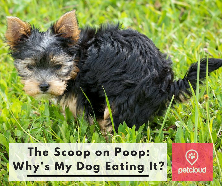 The Scoop on Poop: Why Is My Dog Eating It?