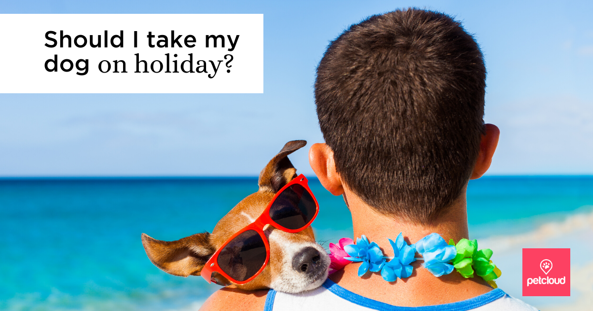 Should I take my Dog on Holiday?
