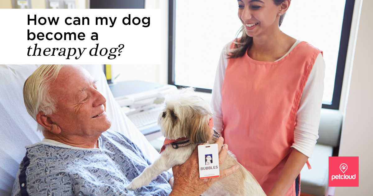 How can my dog become a therapy dog?