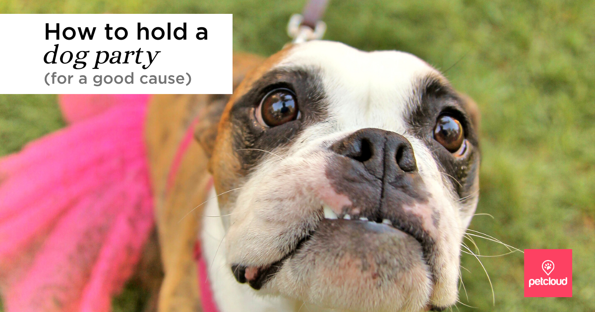 How to hold a Dog Party (for a good cause)