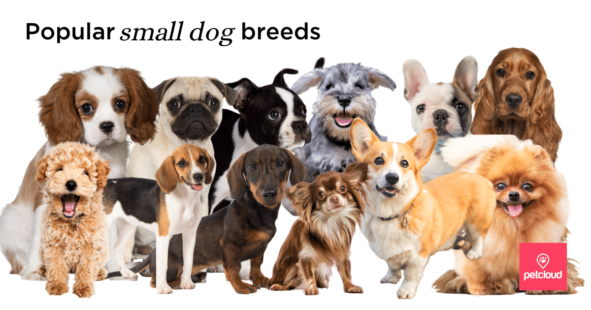 Popular Small Dog Breeds