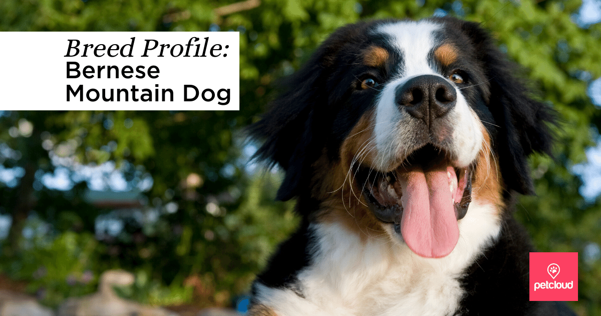 Breed Profile: Bernese Mountain Dog