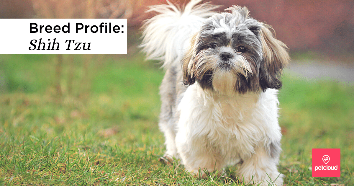 Could the Shih Tzu Be the Perfect Match for You?