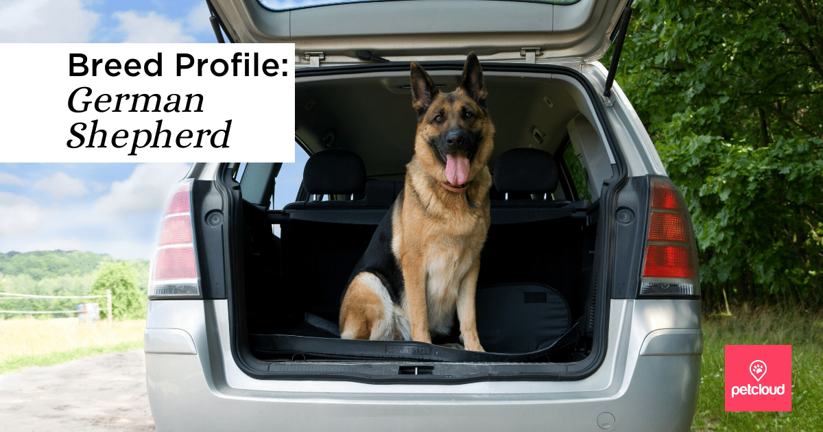 Breed Profile: German Shepherd