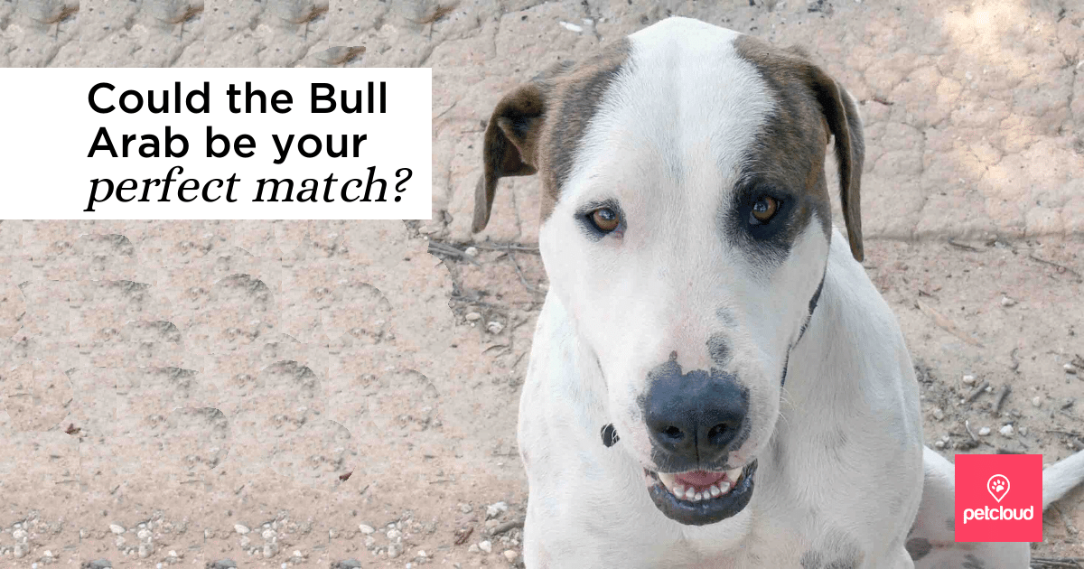 Breed Profile: Bull Arab