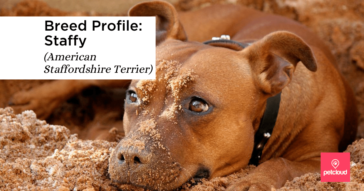Could the Staffy (American Staffordshire Terrier) be the perfect match for you?