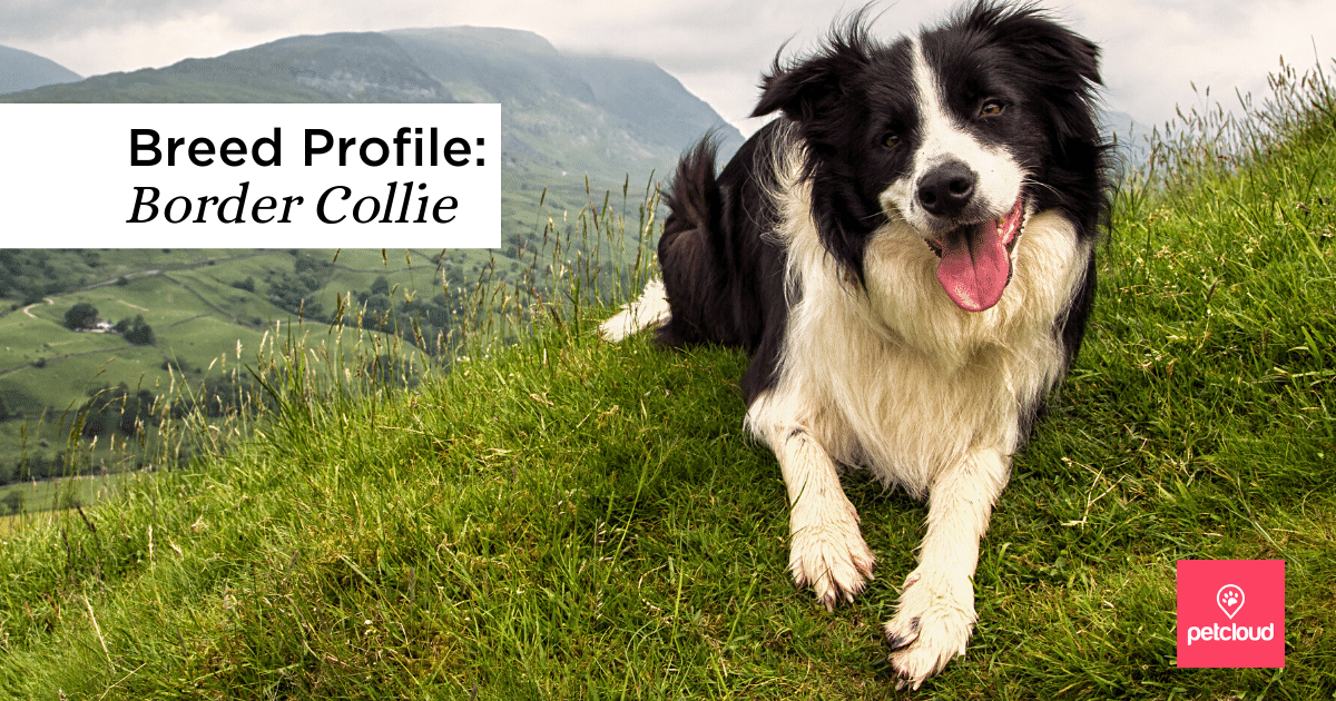 Could the Border Collie be your next dream dog?