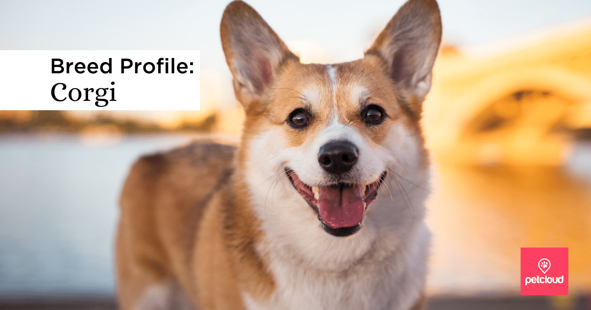 Could the Corgi be the perfect dog for you?
