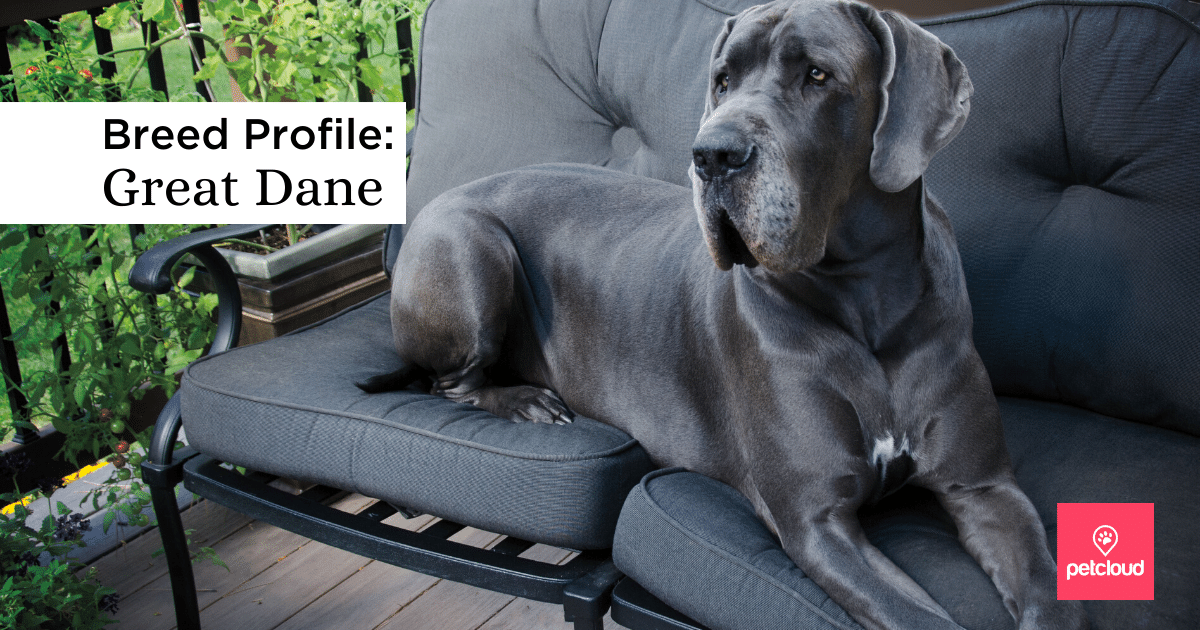 Could the Great Dane be your next dream dog?
