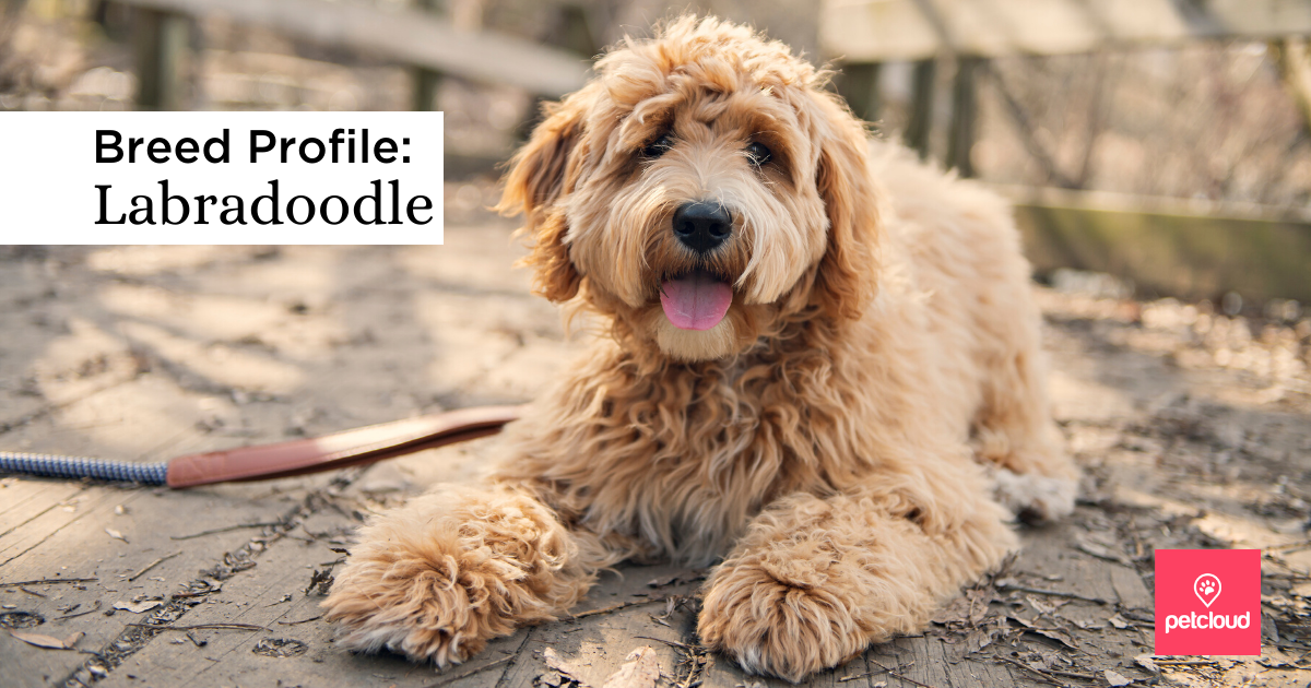 Could the Labradoodle be the perfect match for you?