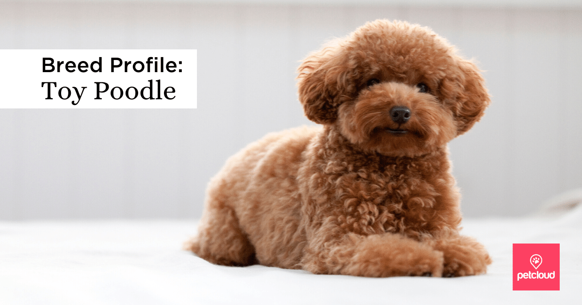 Meet the Sassy and Energetic Toy Poodle