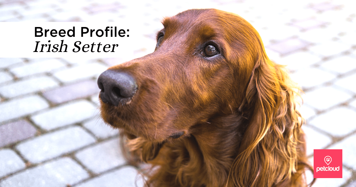 Is the Irish Setter the Right Dog Breed for You?