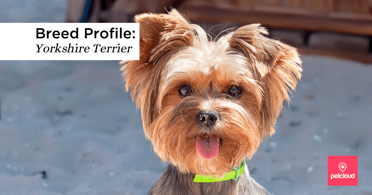 Could the Yorkshire Terrier Be the Perfect Dog for You?