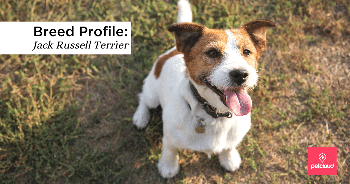 Meet the Small and Mighty Jack Russell Terrier!