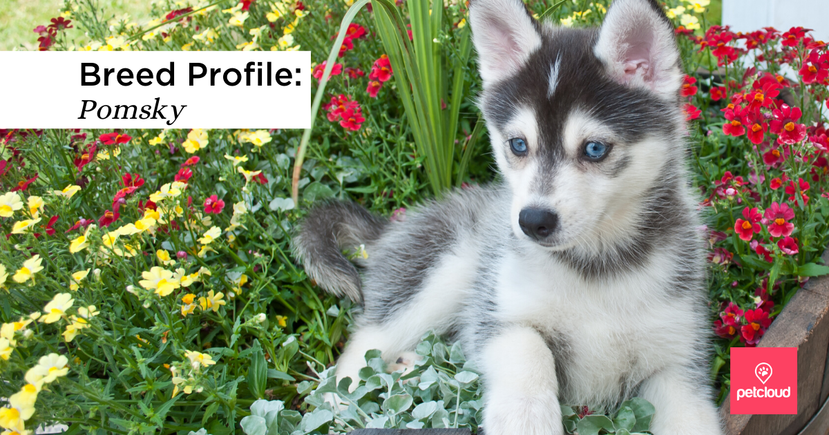 Getting to Know the Pomsky: The Pomeranian Husky