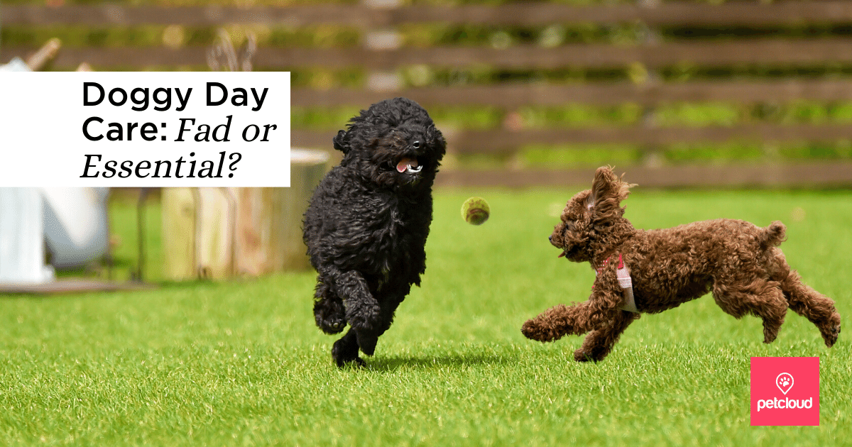Doggy Day Care: Fad or Essential?
